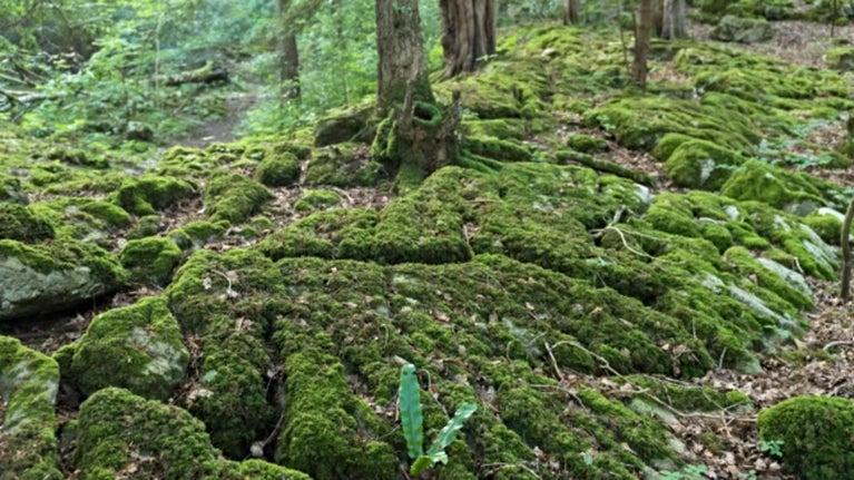 Moss-covered limestone pavement leading through woodland